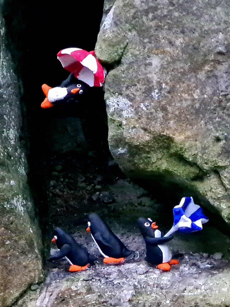 It's a little bit windy here in Glasgow today. Stay safe everyone!

#glasgow #StormÉowyn #penguin #glasgowpenguins #glasgowtodsy #streetart #glasgowstreetart #kelvinwalkway #wind
