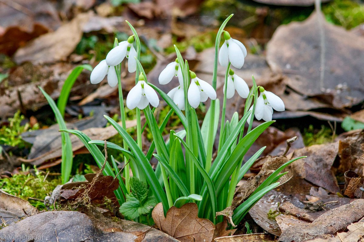 VenetiaJane's tweet photo. “Those who contemplate the beauty of the earth find reserves of strength that will endure as long as life lasts. There is something infinitely healing in the repeated refrains of nature - the assurance that dawn comes after night, and spring after winter” - Rachel Carson #nature https://t.co/KlEMVl8H24