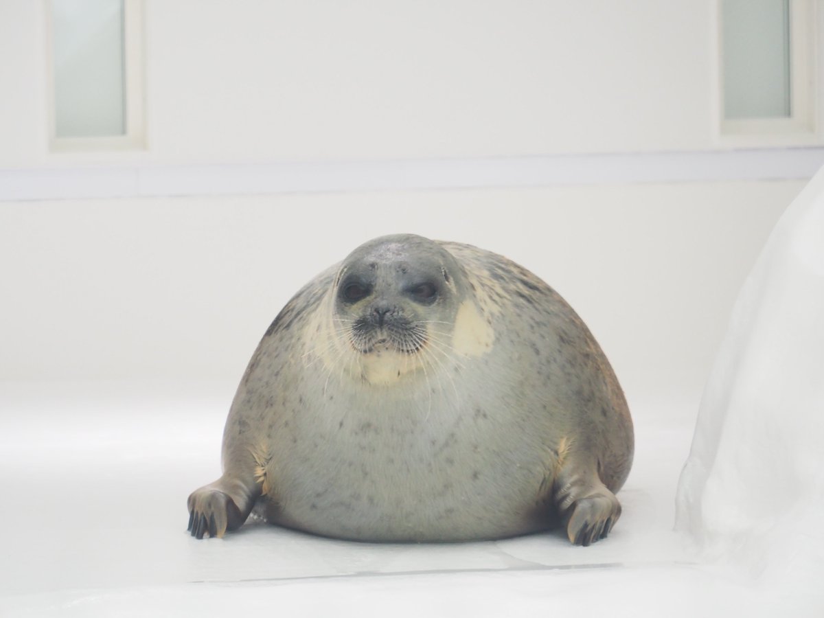 icetdn1's tweet image. 潜水清掃中のアラレちゃん

2025.01
#海遊館
#ワモンアザラシ