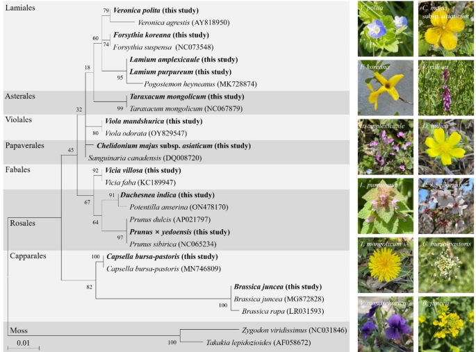 MicrobiomeJ's tweet photo. In #EnvironmentalMicrobiome

Exploring #microbial interaction mechanisms &amp; key drivers of community structures in 12 wild type plant species

Microbial #generalists act as #KeystoneSpecies to support the anthospheric microbiome in natural habitats

https://t.co/jXppLUwyqM https://t.co/c0hpWZXLFw