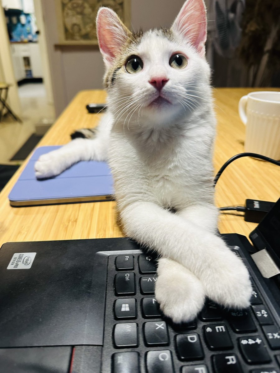 _miain_'s tweet photo. 5 aylık erkek yuvasını arıyoruz bir bacağı ampute edildi.çok sağlıklı, üçlü testleri (fpv,fcov,giardia),felv, fiv testleri negatif.İç-dış parazit, 2 doz karma ve lösemi aşıları tam.Özel bir bakım ihtiyacı yok.Fiziken üç bacaklı ama pratikte fırtına gibi esiyor #satınalmasahiplen https://t.co/FQ5LZg1Nnh