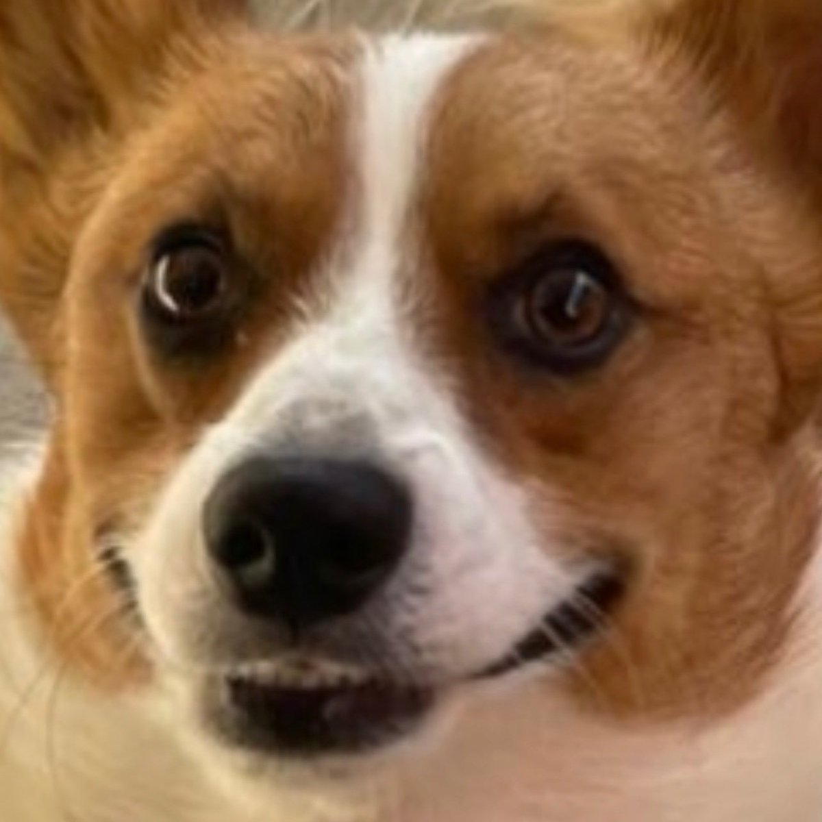 Alpaca Network tweet media