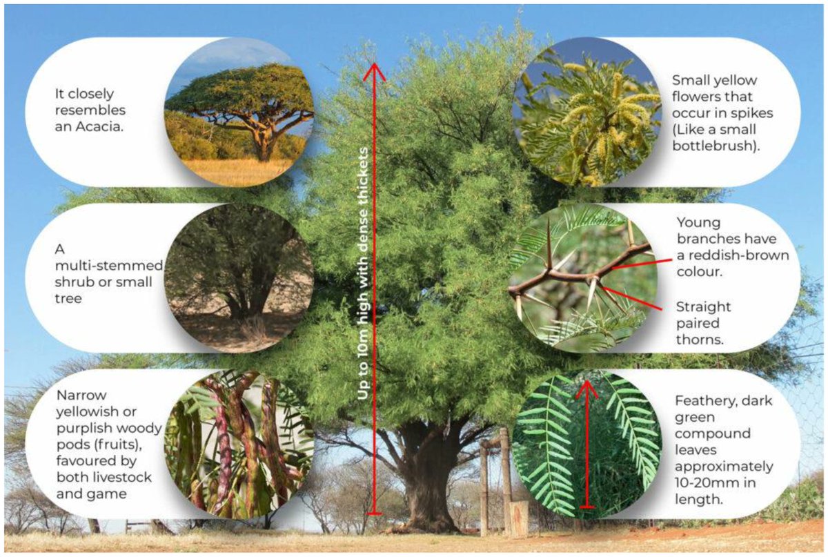 🌱 New in #Grasses:
"Consequences of Invasive Prosopis (Mesquite) on Vegetation, Soil Health, Biodiversity, and Compliance of Management Practices in South African Rangelands" 
by S. O. Malongweni, K. Mrubata, et al.

Link:  mdpi.com/2813-3463/4/1/2

#InvasiveSpecies #SoilHealth