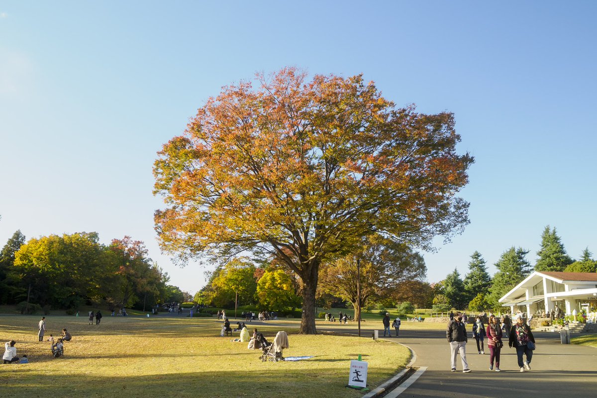 autumn leaves

#OM1 #昭和公園