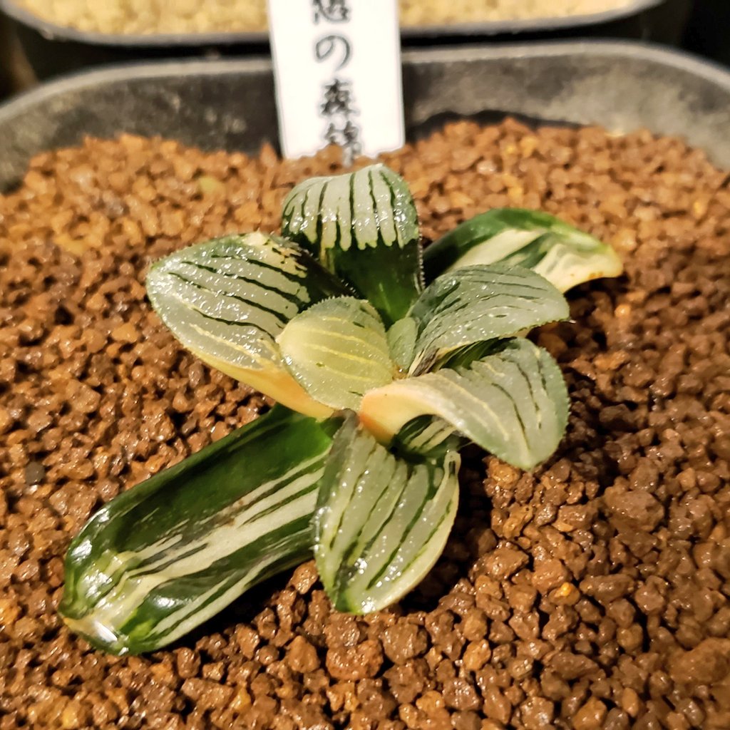 zero5151_plants's tweet photo. 想像より大きめの子株だったので一安心 ε-(´∀｀;)ﾎｯ

#ハオルチア夜想の森錦 https://t.co/QedRw8H6uj