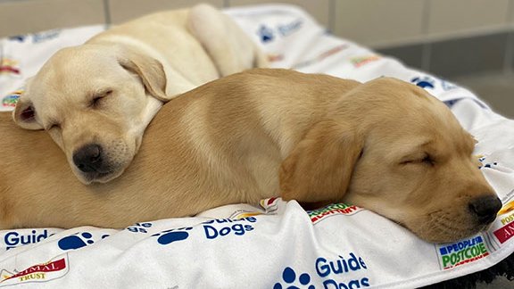 Guide Dogs (@guidedogs) on Twitter photo Chamberlain’s bill seeks to remove these limits. Since 2018, players of People's <a href="/PostcodeLottery/">Postcode Lottery</a> have been helping people with sight loss lead independent lives through projects and core services, such as supporting the first stage of our guide dog puppies' lives (2/5) 👇 Chamberlain’s bill seeks to remove these limits. Since 2018, players of People's <a href="/PostcodeLottery/">Postcode Lottery</a> have been helping people with sight loss lead independent lives through projects and core services, such as supporting the first stage of our guide dog puppies' lives (2/5) 👇