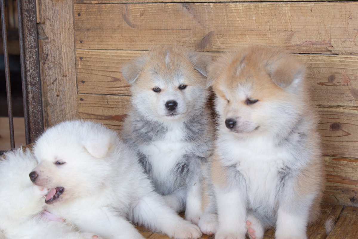 /／
📣最大50％OFF！なくなり次第終了！
秋田プレミアム冬アソビクーポンで
秋田でおトクに特別な体験をしよう☃️🍲
\＼

✅作って食べちゃう！きりたんぽ体験
✅伝統工芸体験🌼自分だけの漆器に仕上げよう
✅秋田犬をもふもふ☁️ふれあい体験

今だけの特別クーポンを使わずにはいられない!!