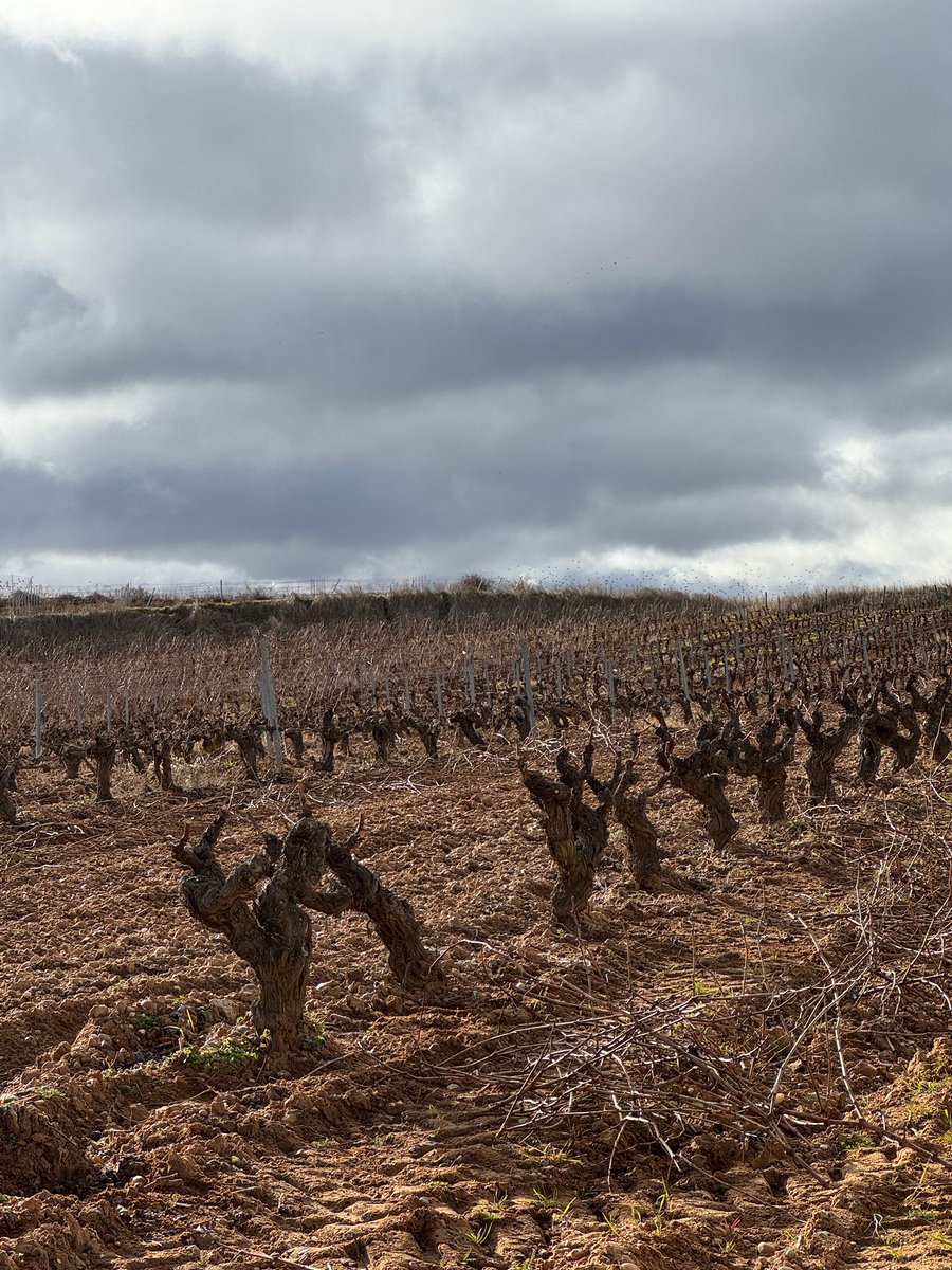 ByV_VALDERIZ's tweet photo. El viñedo descansa durante los meses de
invierno, nosotros no 😉

Preparamos nuestras cepas para el nuevo ciclo con
la poda en seco.

#valderiz #viñedo #organicwines #riberadelduero #familiavalderiz https://t.co/OCHRfQ04Vp