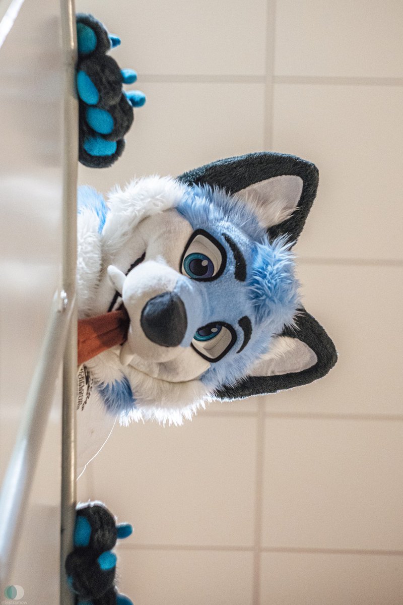 What are you doing down there? 
Anyways, happy #FursuitFriday!

📸: <a href="/lextramow/">Lexi McSwirl</a>