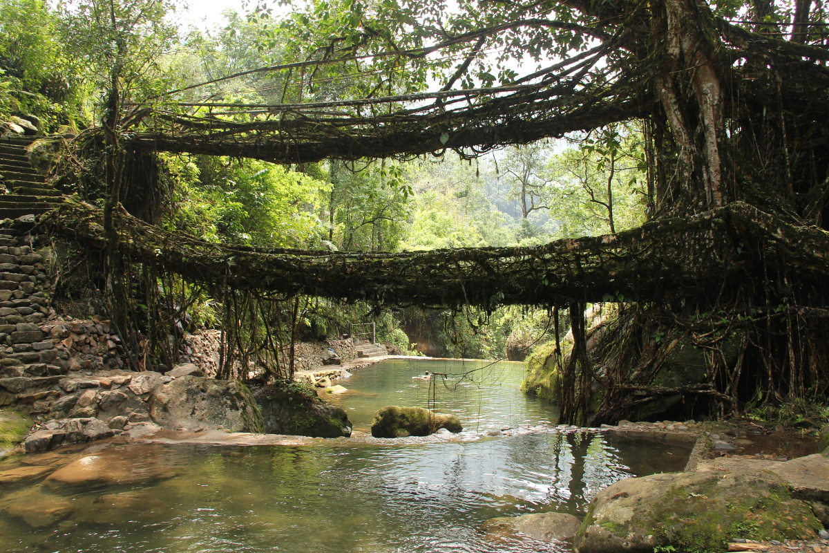 FoundationGaudi's tweet photo. In the rain-soaked hills of Meghalaya, India, humans and nature collaborate in extraordinary harmony. Using the aerial roots of Ficus elastica trees, communities weave living root bridges over rivers, creating structures that last for generations.
+ https://t.co/v1hRGSLDNE