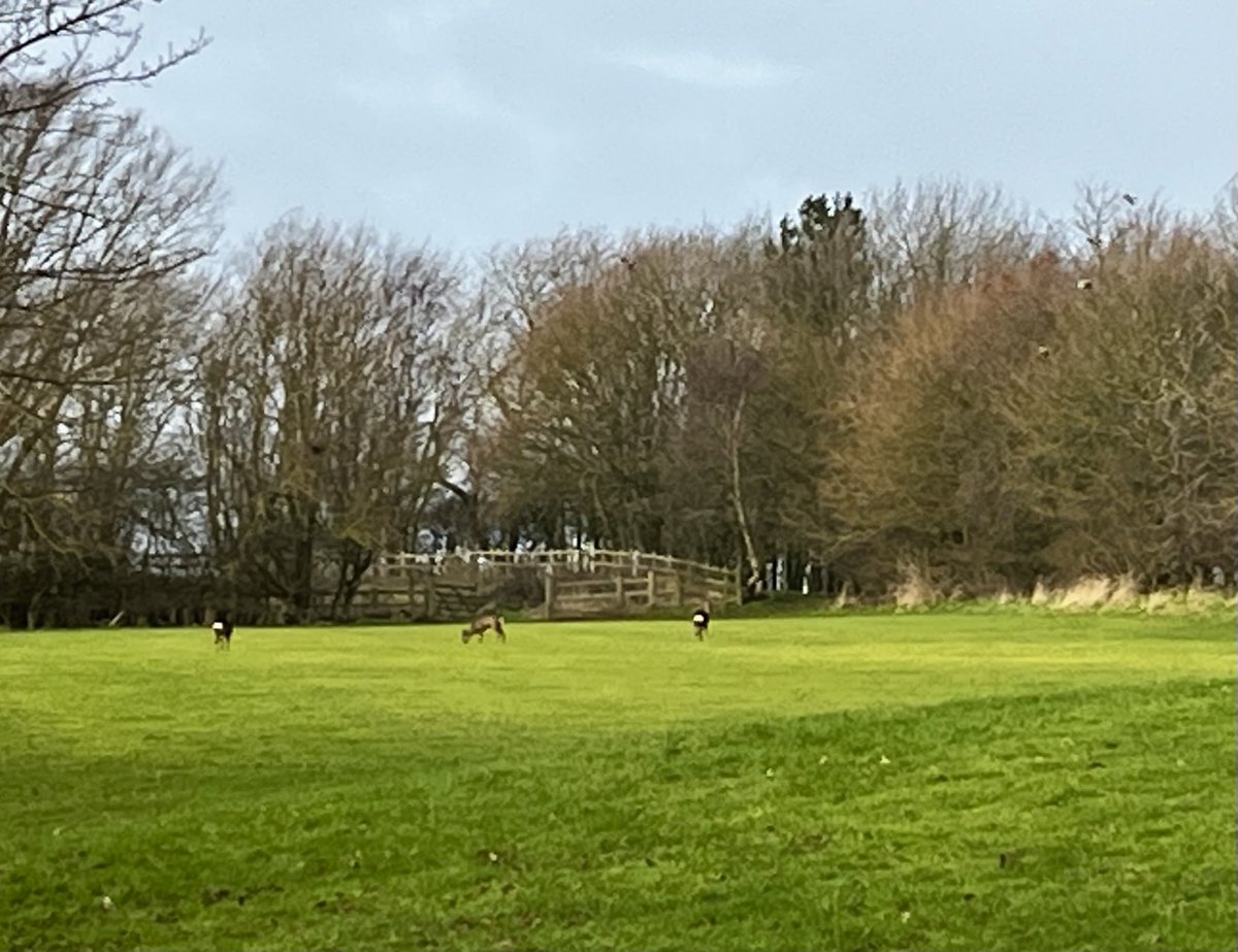Not too windy for the visiting deer this morning. #villageschoollife #wildlifeonourdoorstep #beautiful