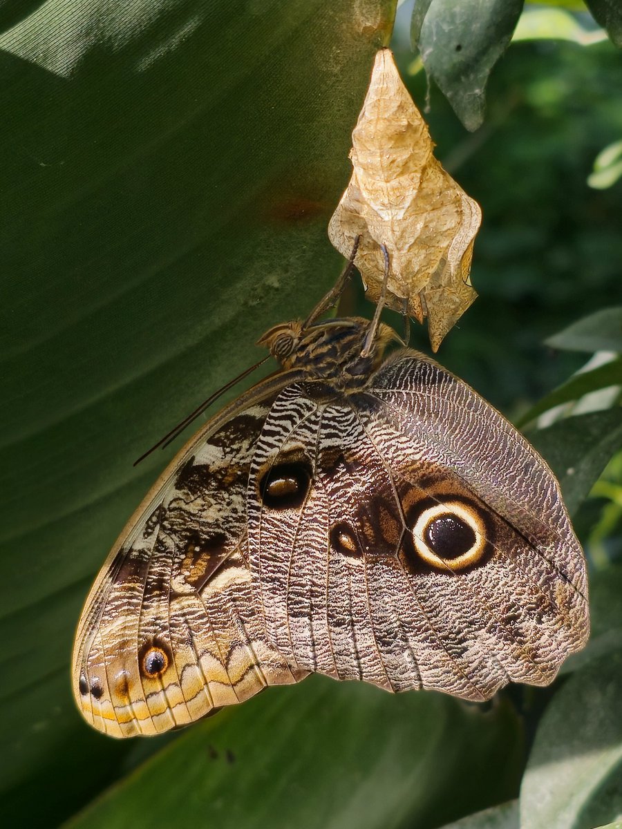 HallPlaceBexley's tweet photo. Visit the tropics this weekend at The London Butterfly Gardens. Relax &amp; destress watching the beautiful butterflies &amp; moths. It's warming in more ways than one. 
Open daily. Visit https://t.co/rTj1MnzLqG for more info. @whatsoninbexley @dartfordliving @fantasticforfam https://t.co/MkyxYAYQqK