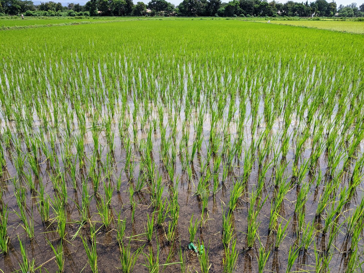 argeus22's tweet photo. 🌾 https://t.co/nZnuc8LSC3