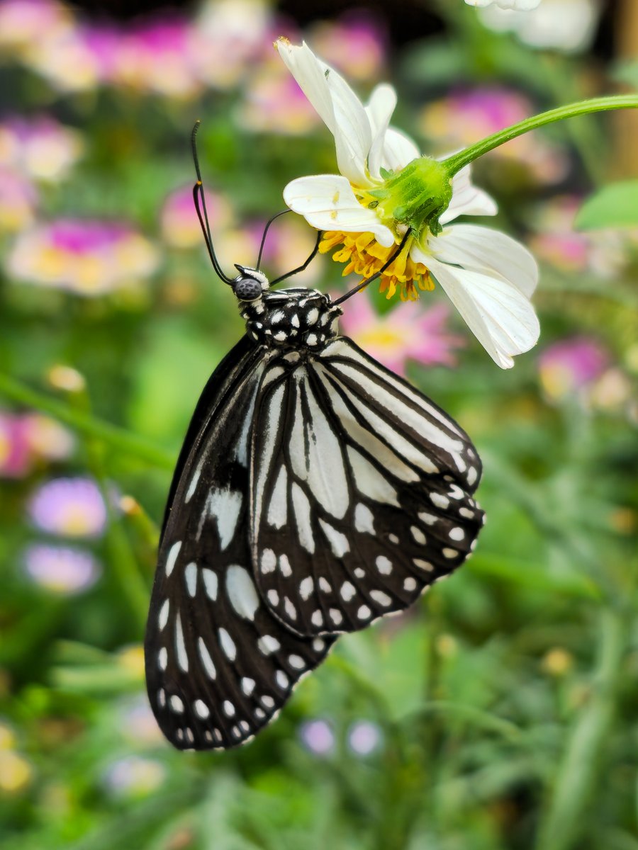 Visit the tropics this weekend at The London Butterfly Gardens. Relax &amp; destress watching the beautiful butterflies &amp; moths. It's warming in more ways than one. 
Open daily. Visit bit.ly/4eQjiT6 for more info. <a href="/whatsoninbexley/">LB Bexley</a> <a href="/dartfordliving/">Dartford Living</a> <a href="/fantasticforfam/">Fantastic for Families</a>