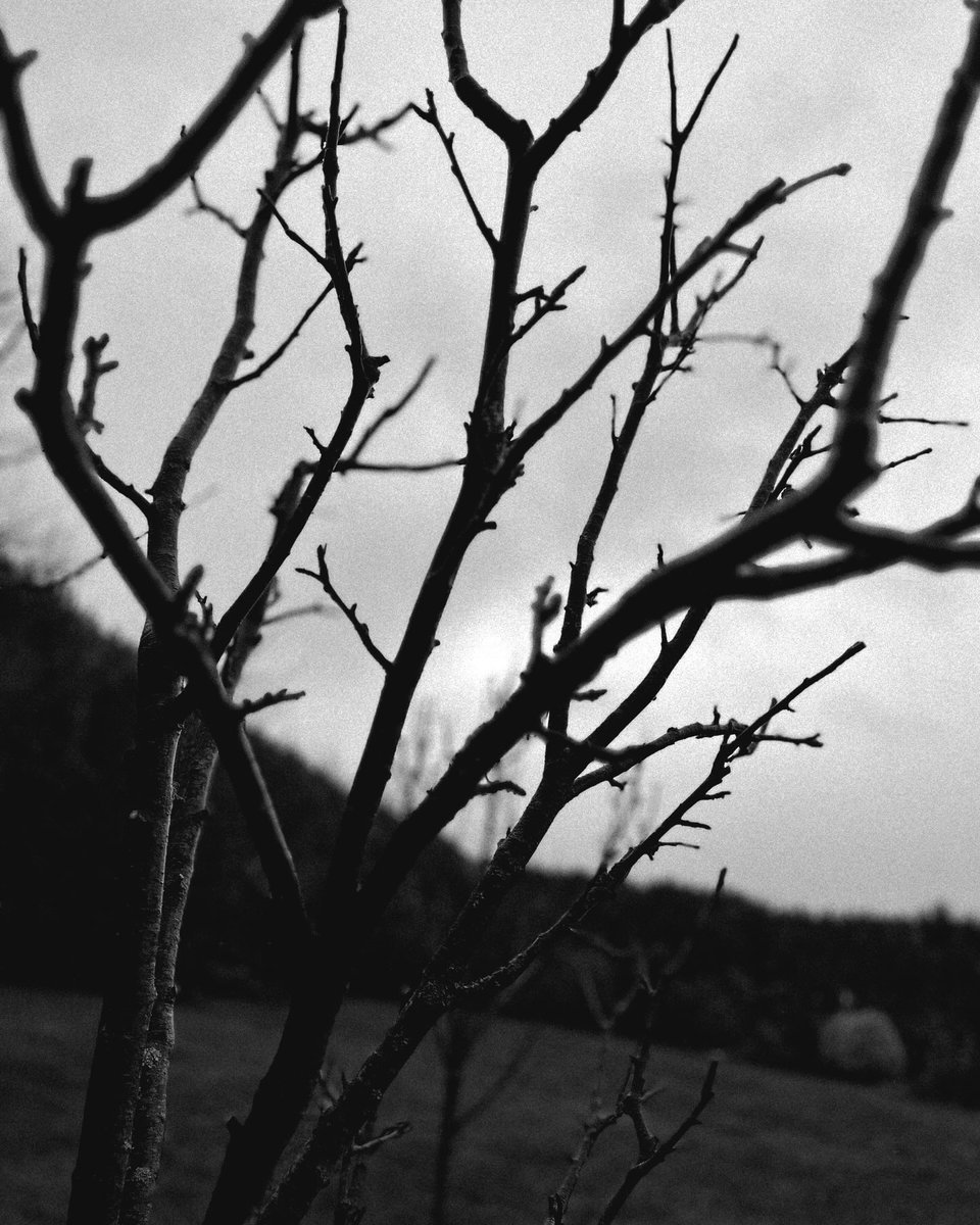 Pruning fruit trees in Rathdrum during the week. Very satisfying job even during the  sleet showers!

#gardening #pruning #gardener #irishgarden #wicklow