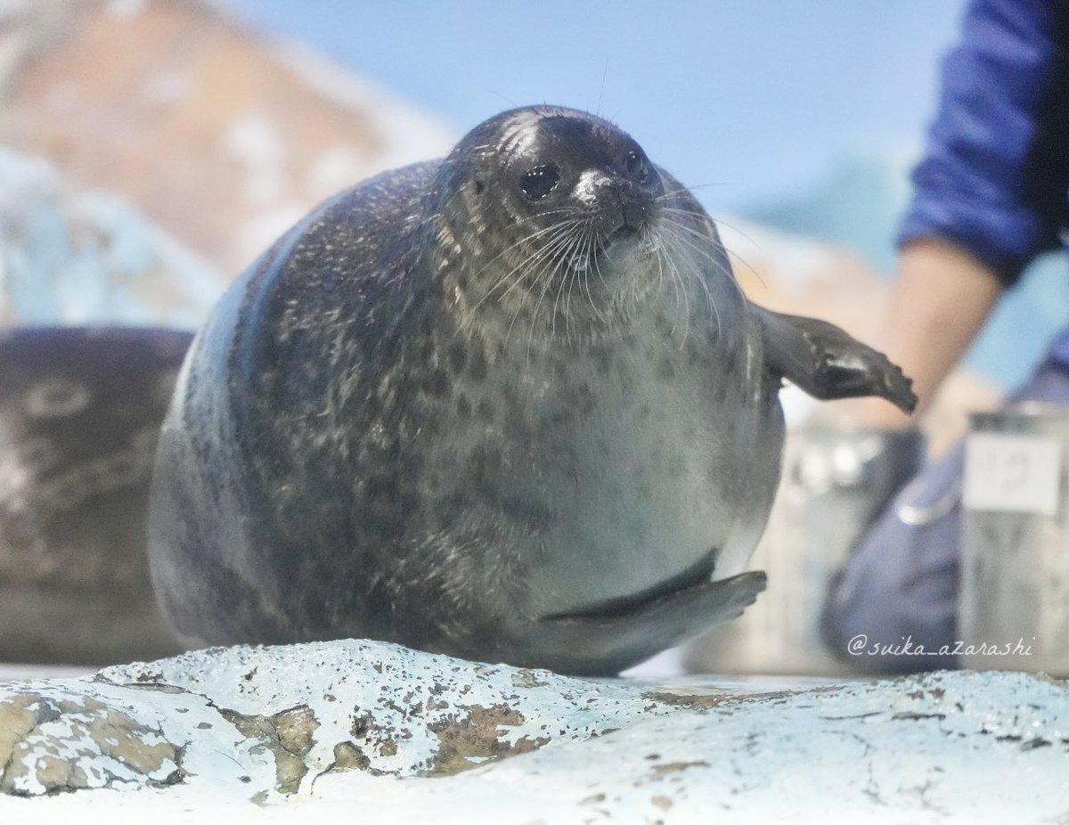 suika_azarashi's tweet image. まんまるすぎる…
リコマルかわいいぃぃ

2025.1 
#鴨川シーワールド
#ワモンアザラシ