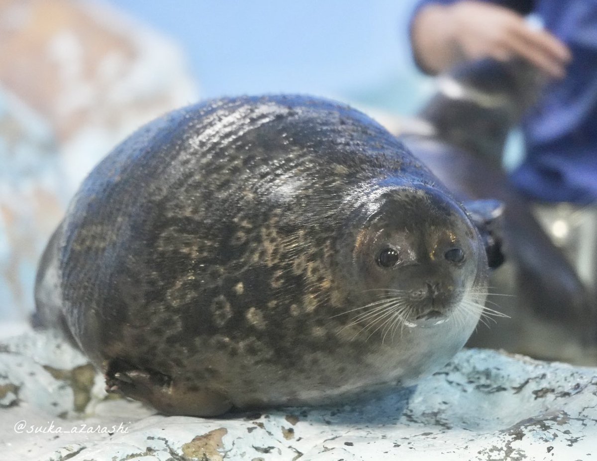 suika_azarashi's tweet image. まんまるすぎる…
リコマルかわいいぃぃ

2025.1 
#鴨川シーワールド
#ワモンアザラシ