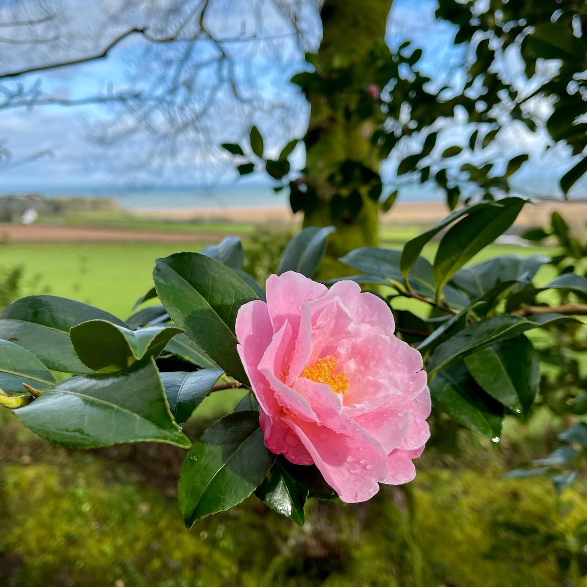 BrooklandTravel's tweet photo. Step into the world of Greencombe Garden🌿✨ 

Nestled on the edge of Exmoor, this organic woodland garden is a botanical treasure trove!

It’s a must-visit gem for garden enthusiasts, which is why we've included it as a stop in our North Devon and Somerset 2025 tour!! 🌸🌳 https://t.co/ioIVIelsz2