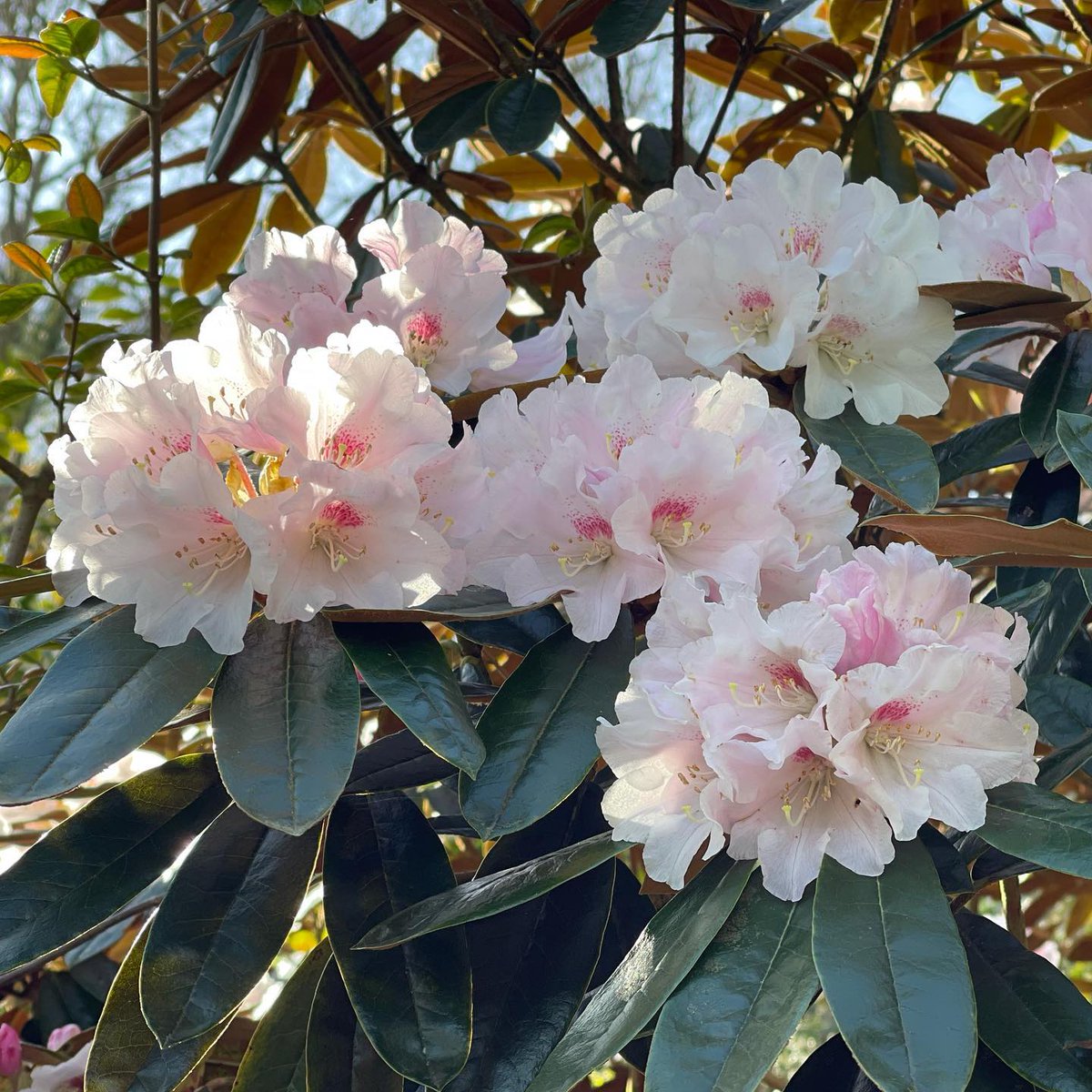 BrooklandTravel's tweet photo. Step into the world of Greencombe Garden🌿✨ 

Nestled on the edge of Exmoor, this organic woodland garden is a botanical treasure trove!

It’s a must-visit gem for garden enthusiasts, which is why we've included it as a stop in our North Devon and Somerset 2025 tour!! 🌸🌳 https://t.co/ioIVIelsz2