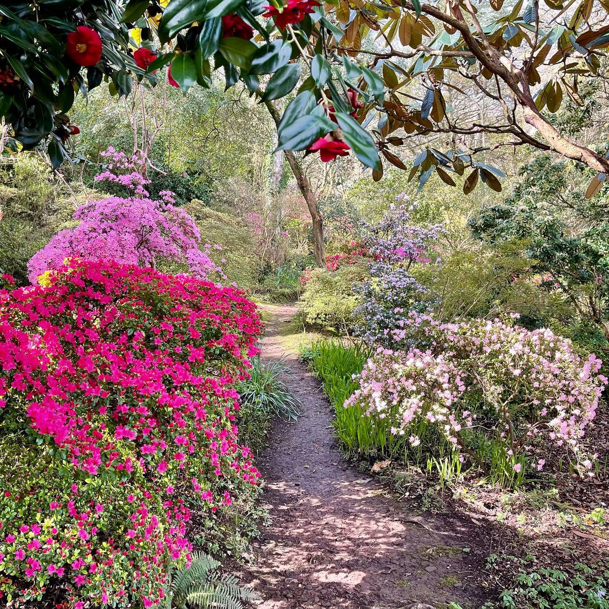 BrooklandTravel's tweet photo. Step into the world of Greencombe Garden🌿✨ 

Nestled on the edge of Exmoor, this organic woodland garden is a botanical treasure trove!

It’s a must-visit gem for garden enthusiasts, which is why we've included it as a stop in our North Devon and Somerset 2025 tour!! 🌸🌳 https://t.co/ioIVIelsz2