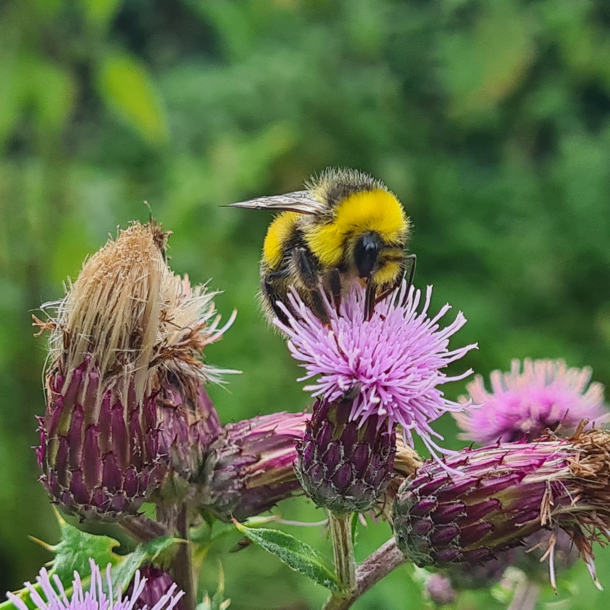 Biodiversity Ireland (@biodatacentre) on Twitter photo We are hiring! Exciting job opportunity available at the <a href="/BioDataCentre/">Biodiversity Ireland</a> as a Pollinator Monitoring Research Assistant. 🐝🪰
For more information on the post and how to apply visit: biodiversityireland.ie/we-are-recruit…
Closing date for applications is 5pm on Friday the 14th of February 2025 We are hiring! Exciting job opportunity available at the <a href="/BioDataCentre/">Biodiversity Ireland</a> as a Pollinator Monitoring Research Assistant. 🐝🪰
For more information on the post and how to apply visit: biodiversityireland.ie/we-are-recruit…
Closing date for applications is 5pm on Friday the 14th of February 2025