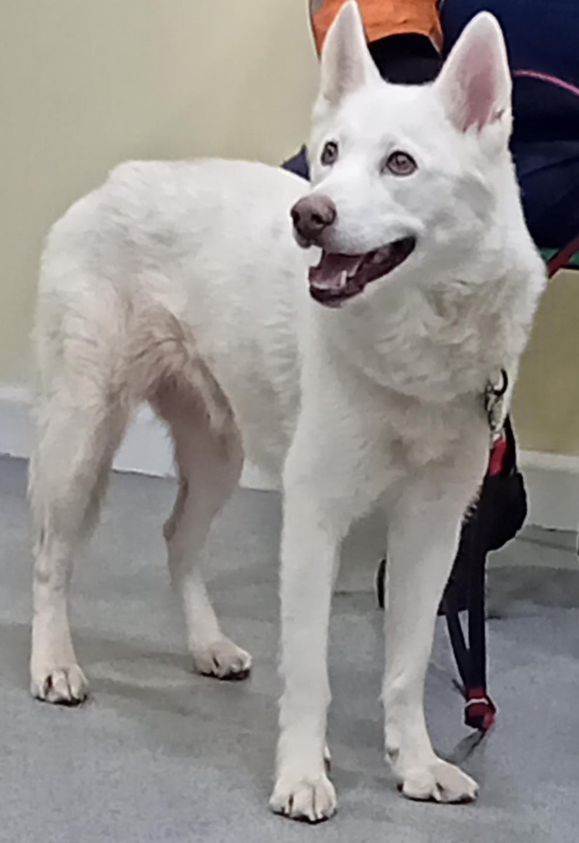 AdoptionsUk's tweet photo. Please retweet to help Laika find a home #YORKSHIRE #UK  Available for adoption, registered British charity✅
Details or apply for Laika below 👇https://t.co/4v26CThkFS……  She was taken into the kennels as an abandoned dog, very underweight and suffering from a skin infection due to a bad flea allergy.  She hasn't been claimed by her previous owner and was out of time at the kennels so we were asked to help her at the 11th hour.  Luckily we had a Husky experienced foster carer step up and so she will be staying in our care until all her vet work, health checks etc are carried out and she will be fully assessed. She will need spaying, vaccinating, blood works, skin treatments, a dental and whatever else crops up on the vet check.  Laika is a lovely girl who just wants to be loved and have a good life.   We will ensure she is well cared for in her loving home environment whilst she awaits her permanent home.  If you could offer Laika a loving home, have a secure garden with 6ft fencing, no cats or kids under 12yrs and have the time and love to offer her then please get in touch asap. Home checks, ID checks etc will apply. Best Life Dog Rescue  

#dogs #dog #Husky #Huskies #pets #animals #Sheffield #Leeds #Bradford #England #adoptdonshop #England