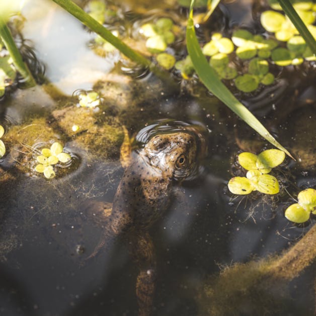 ❄️☃️ Create a Pond or Enhance an Existing One
If you don’t already have a pond, consider digging one or enhancing your existing pond by adding oxygenating and edging plants as shelter. Ponds provide important habitats for frogs, toads, and insects in winter.
