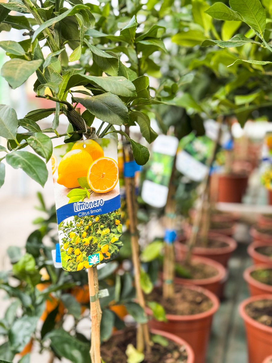 Vivers Ernest 🧡 Home & Garden tweet media