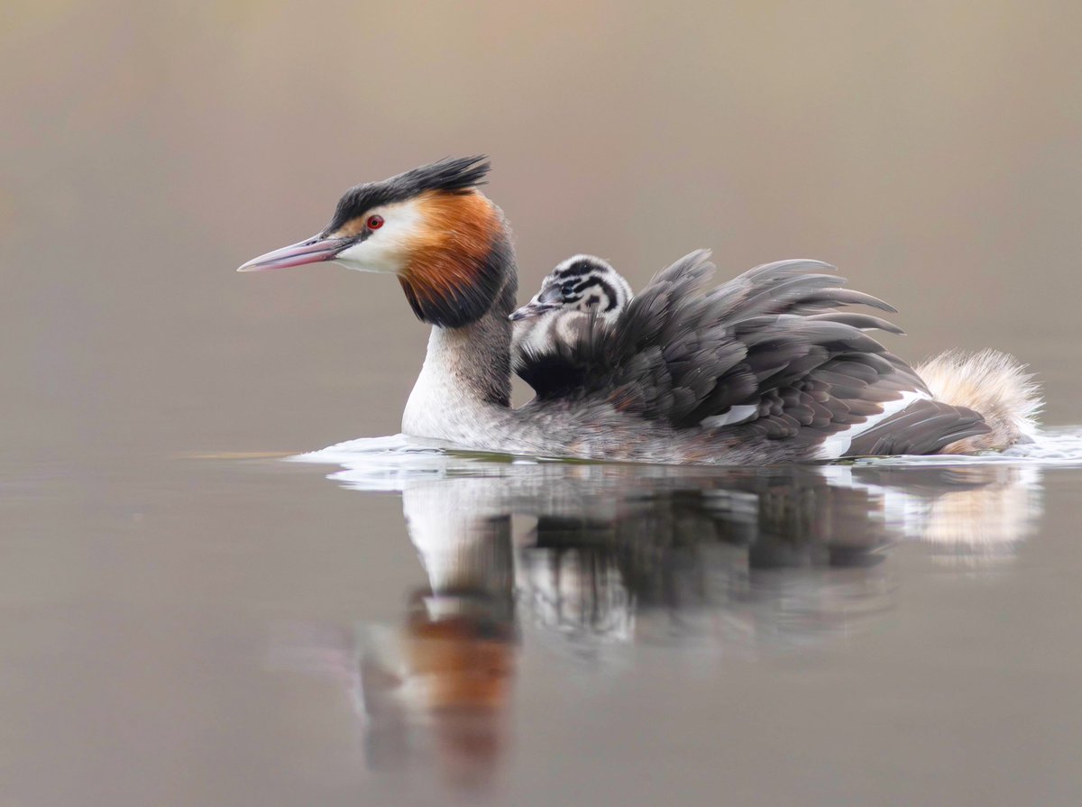 HugojWilson's tweet photo. Grebes! With babies! In January! https://t.co/wCyOWxIv2o