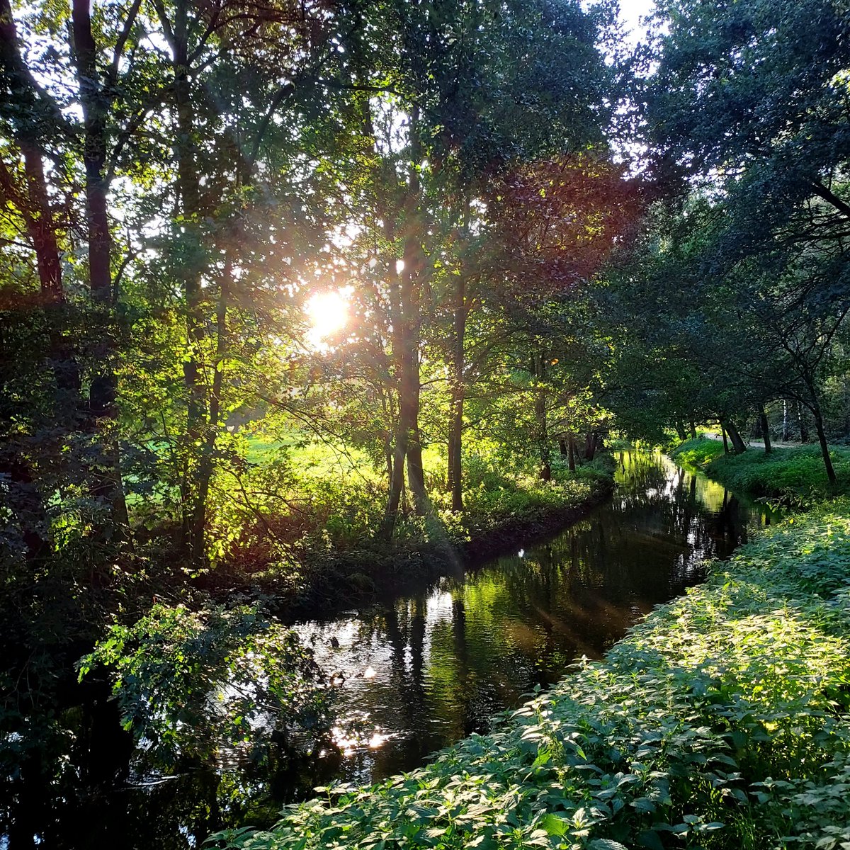 chriz31_07's tweet image. Today’s photography theme is BACKLIT

Show me an image lit from BEHIND

#Backlit