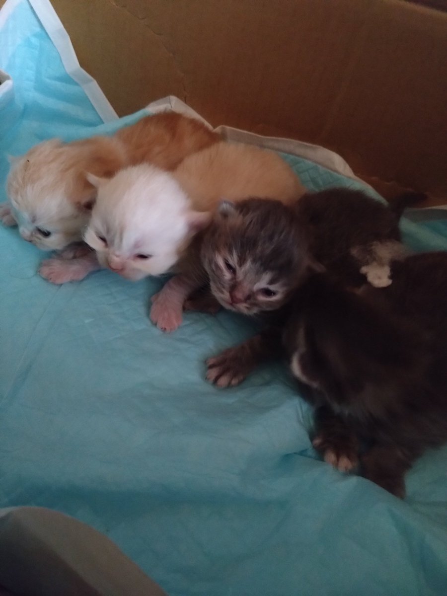 Mikazukicococo's tweet image. おめめ 開いた＼(^o^)／
可愛い♥ 茶トラに クリームに 黒系２匹🐱 
お母さんはスコティッシュフォールド お父さんはメインクーン
#猫好き
#猫好きさんと繋がりたい 
#ねこかわいいね 
#猫のいる暮らし 
#猫のいる幸せ 
#ミックス