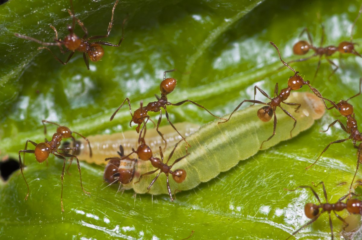 Interação entre #lagartas e #formigas mutualistas é altamente específica, mostra estudo conduzido por pesquisadores da <a href="/usponline/">USP - Universidade de São Paulo</a> e das universidades federais do Rio Grande do Sul <a href="/ufrgsnoticias/">UFRGS</a> e de Alagoas. agencia.fapesp.br/53761