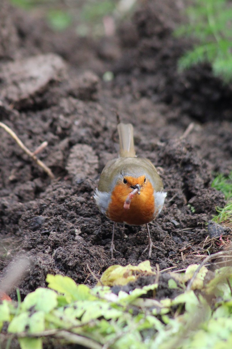 Stephen the gardener tweet media