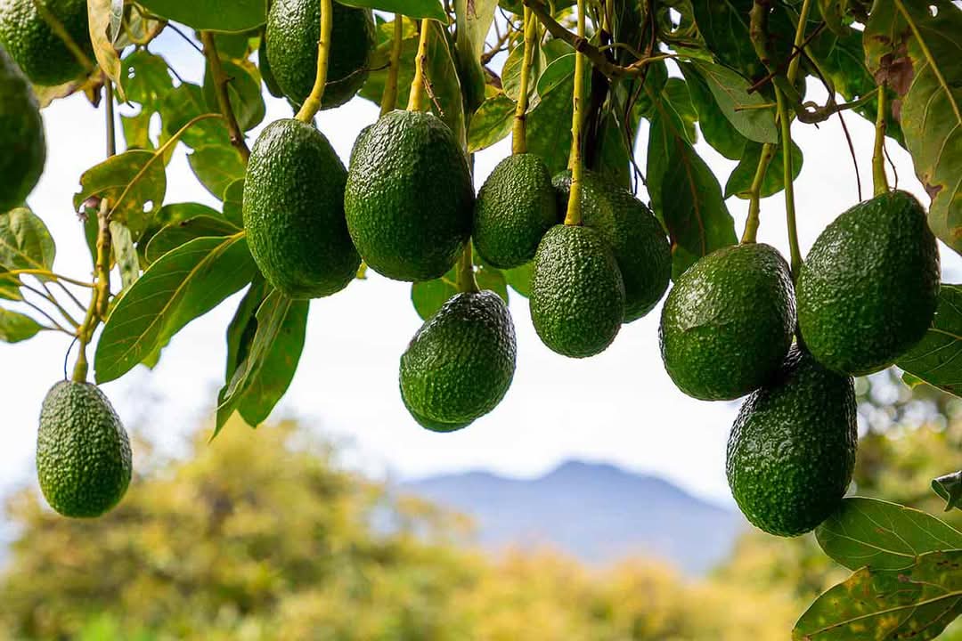 WakagotoK's tweet photo. End your week like an avocado – a little rough on the outside, but ready to nourish the world. 𝗪𝗮𝘁𝘂 𝘄𝗮𝗻𝗴𝘂 𝘄𝗮 𝗘𝗺𝗯𝘂 - 𝗧𝘂𝗹𝗶𝗺𝗲𝗻𝗶 𝗔𝘃𝗼𝗰𝗮𝗱𝗼 🥑 𝗣𝗹𝗲𝗮𝘀𝗲!

#𝙠𝙖𝙫𝙖𝙢𝙬𝙚𝙣𝙖𝙬𝙖𝙉𝙜𝙖𝙞 https://t.co/0BgQVomO3l