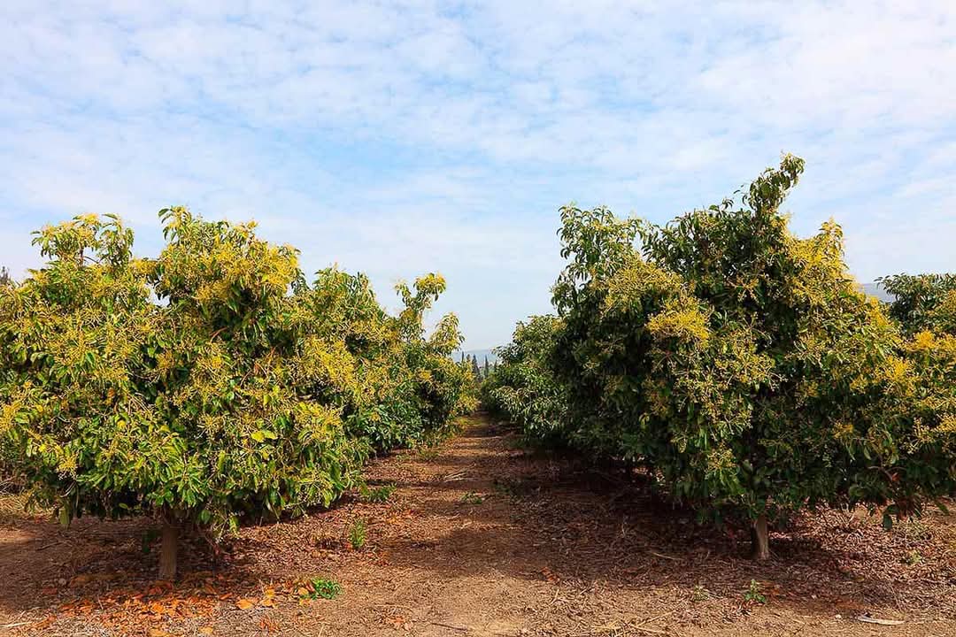 WakagotoK's tweet photo. End your week like an avocado – a little rough on the outside, but ready to nourish the world. 𝗪𝗮𝘁𝘂 𝘄𝗮𝗻𝗴𝘂 𝘄𝗮 𝗘𝗺𝗯𝘂 - 𝗧𝘂𝗹𝗶𝗺𝗲𝗻𝗶 𝗔𝘃𝗼𝗰𝗮𝗱𝗼 🥑 𝗣𝗹𝗲𝗮𝘀𝗲!

#𝙠𝙖𝙫𝙖𝙢𝙬𝙚𝙣𝙖𝙬𝙖𝙉𝙜𝙖𝙞 https://t.co/0BgQVomO3l