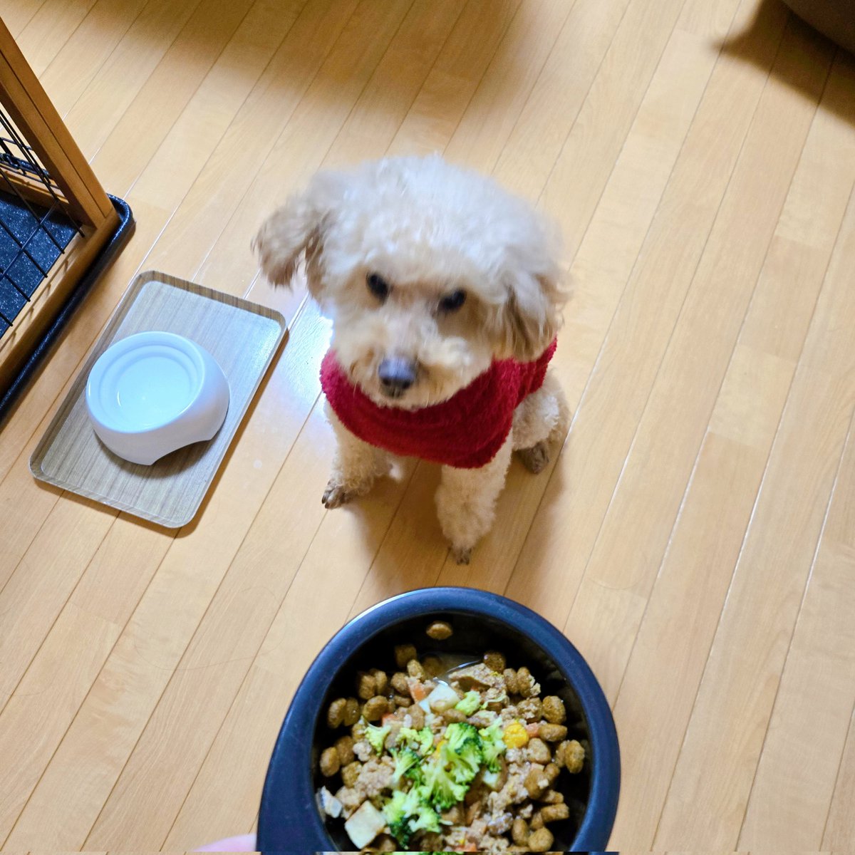 kuchanrunrun's tweet photo. 楽しみなご飯の時間😋
ロイヤルカナンのカリカリフードの上に大好きなココグルメとブロッコリーを乗せて♪

#トイプードル　#トイプー
#愛犬　#ココ��ルメ
#ココグルメ信者 https://t.co/VhIy4G1Jwc