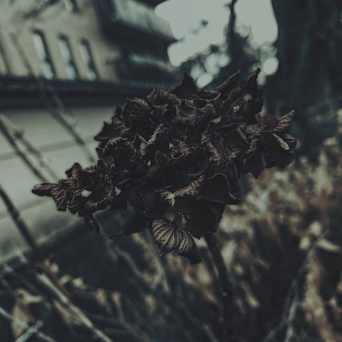 #NowPlaying kukan effect - view of life and death ( #shoegaze #postrock #idm #ambient ) kukaneffect.bandcamp.com / mnsfm.art.br