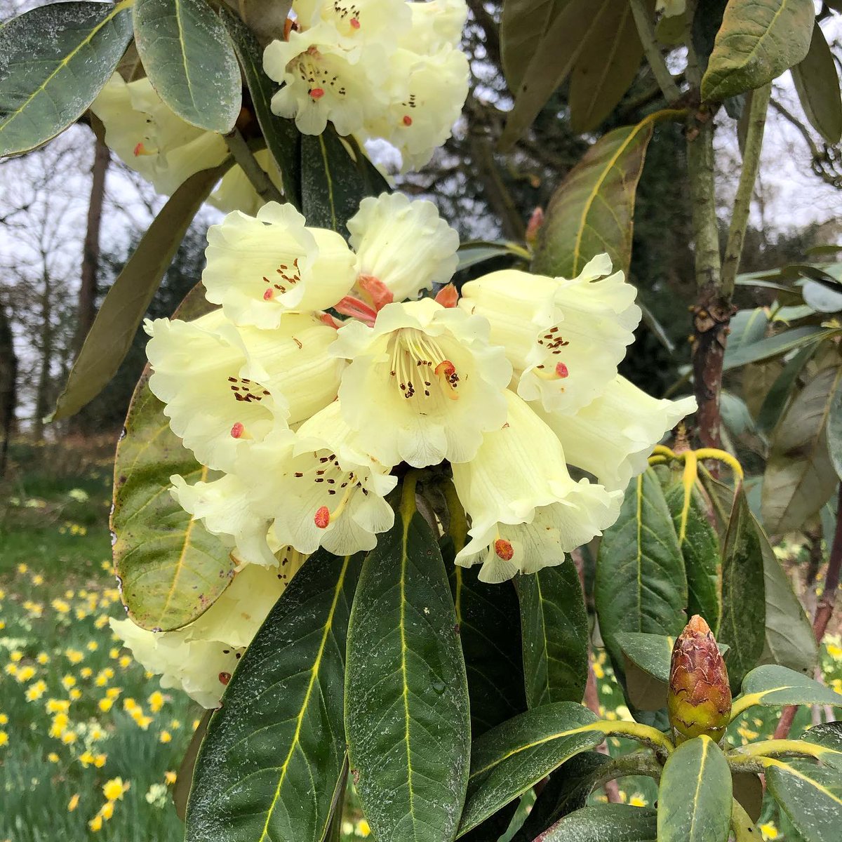 BrooklandTravel's tweet photo. 🌼By Invitation Only – An exclusive private garden visit with Andy McIndoe at his private garden in Hampshire, including a gourmet picnic lunch with wine/cordial, 11 June 2025 🌼

Explore their 2-acre naturalistic private garden, Sandhill Farm, Hampshire; book on our website! https://t.co/GeDG2DkSI6