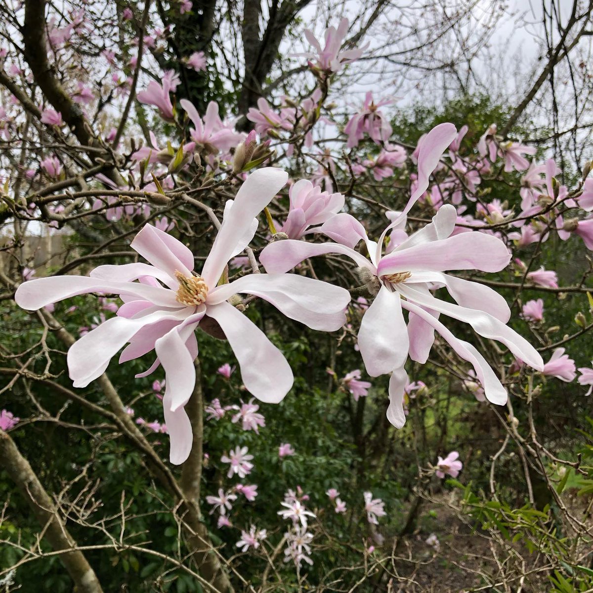 BrooklandTravel's tweet photo. 🌼By Invitation Only – An exclusive private garden visit with Andy McIndoe at his private garden in Hampshire, including a gourmet picnic lunch with wine/cordial, 11 June 2025 🌼

Explore their 2-acre naturalistic private garden, Sandhill Farm, Hampshire; book on our website! https://t.co/GeDG2DkSI6