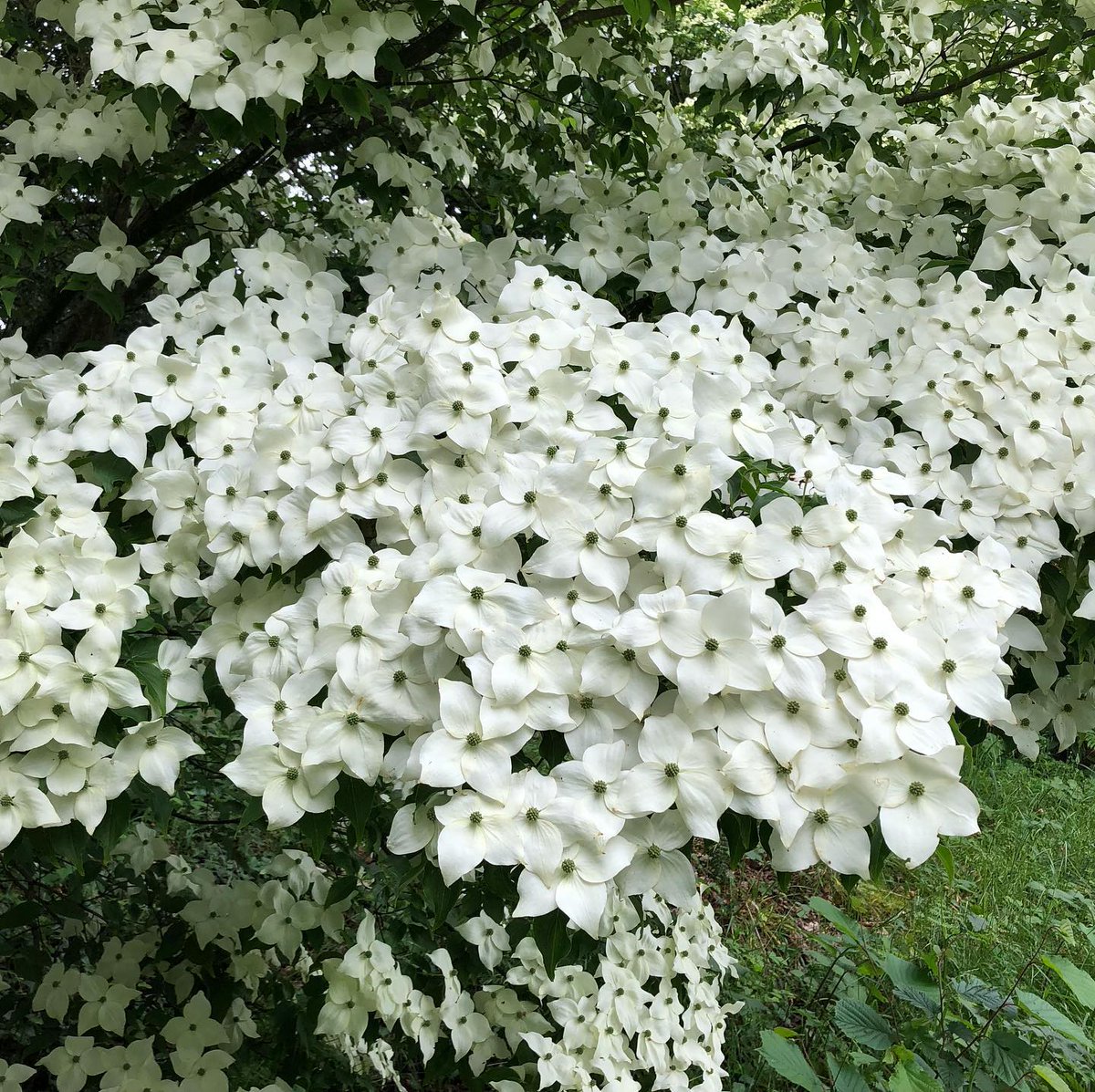 BrooklandTravel's tweet photo. 🌼By Invitation Only – An exclusive private garden visit with Andy McIndoe at his private garden in Hampshire, including a gourmet picnic lunch with wine/cordial, 11 June 2025 🌼

Explore their 2-acre naturalistic private garden, Sandhill Farm, Hampshire; book on our website! https://t.co/GeDG2DkSI6