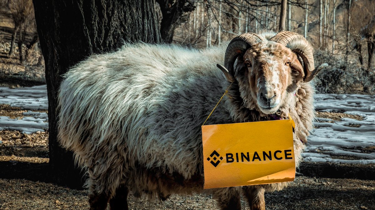 ZeeshanAz01's tweet photo. @binance In 2022, I did not have money, so I had one ram🐏. It was my favorite, but I took the risk and sold it and then invested in BNB.
So finally, I was lucky and got a profit. I purchased it back, and now I have fifteen sheep. It changes my life🥰.@binance #ItsStillEarly https://t.co/l40HNL1LWD