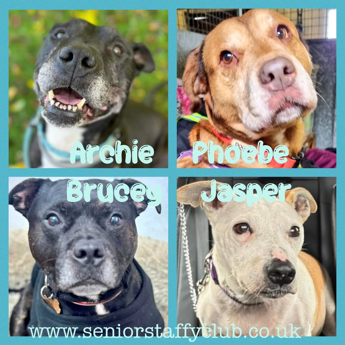Senior Staffy Club Dog Rescue tweet media
