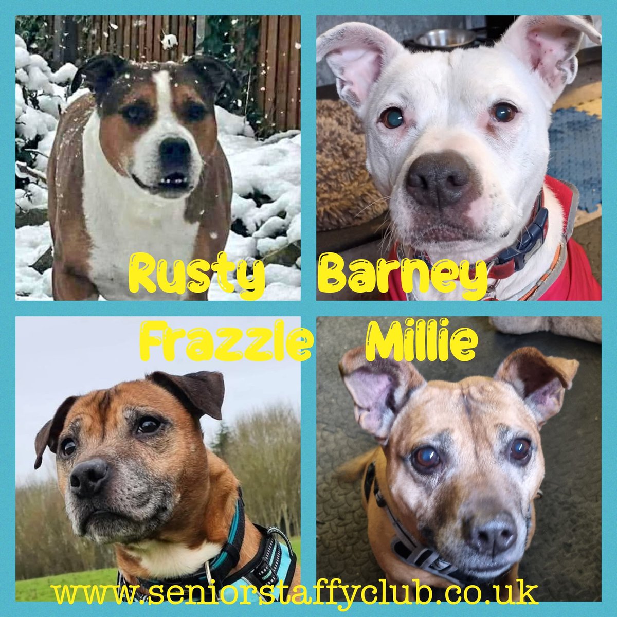 Senior Staffy Club Dog Rescue tweet media