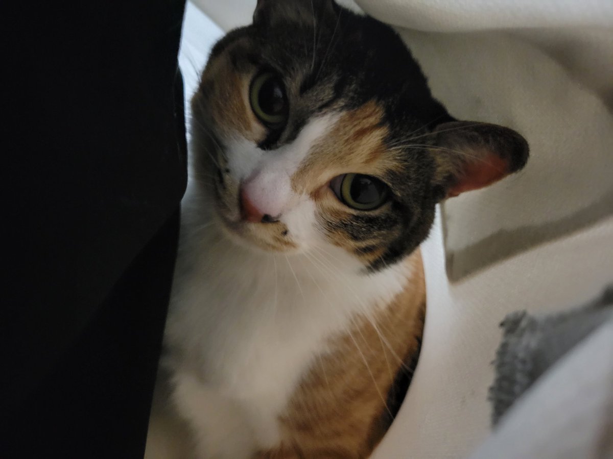 sasugc21's tweet photo. 服の中なんで猫ってこんな可愛いんだよ https://t.co/fyWWYrAKUa