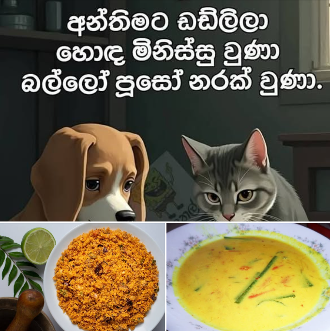 Donneelis's tweet photo. @Chathurangaab 📷බලු පූස් සහ පොල් සම්බෝල, කිරිහොදි පිළිබඳව නව තම ගැසට්ටුව බලා පොරොත්තුවෙන් සිටින්න!📷📷📷 https://t.co/91dbEdC610