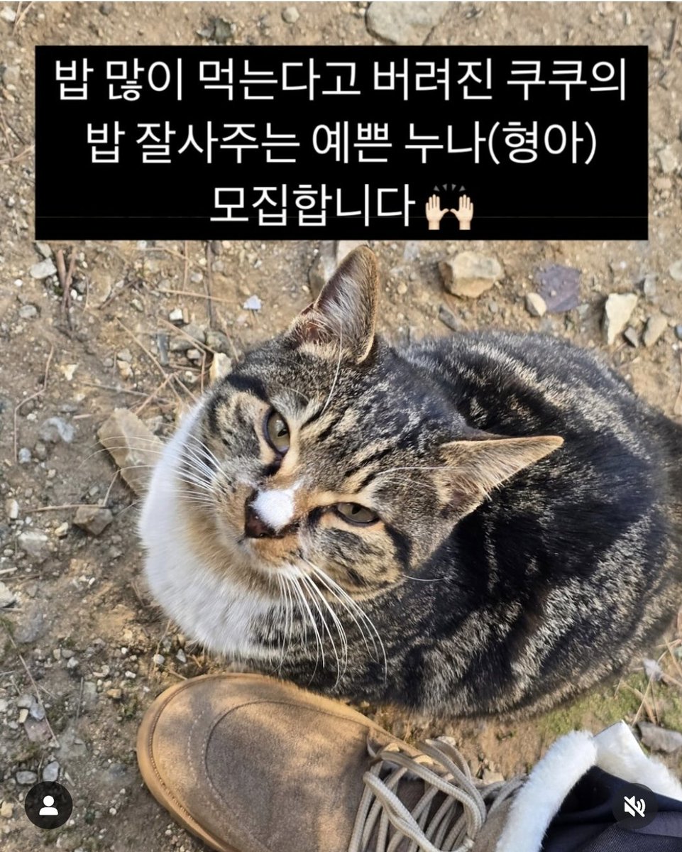 아니, 내가 되게 억울하네.. 먹으면 얼마나 먹는다고.. 먹는걸로 그럼 서운해 ㅜㅜ
밥 많이 먹는다고 버렸다는 이유자체가 이해가 안되는 1인.
임보 입양처 찾는다고 합니다.
많이 소문 좀 내주세요.