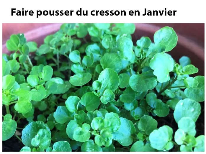 🌱🍃 Semer du cresson en janvier au potager : semis et conseils pour réussir votre culture hivernale ! 🍃🌱

Janvier est le moment idéal pour semer du cresson dans votre potager ! 🌿 Voici quelques conseils pour réussir vos semis  : 
potager.biz/semer-du-cress…