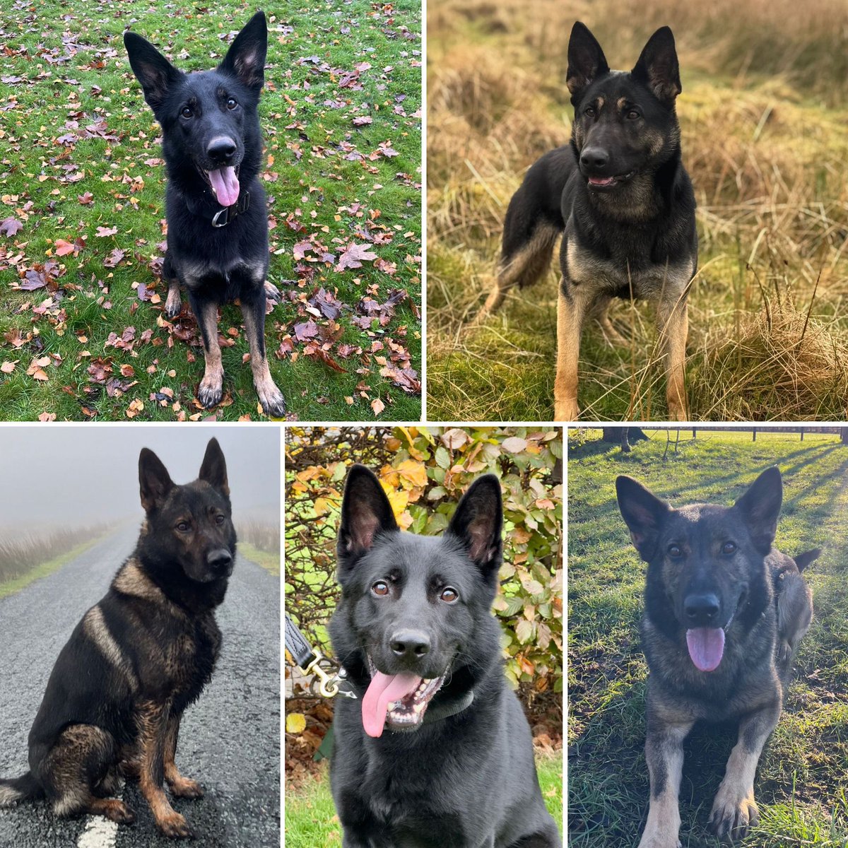 GMPDogs's tweet photo. A huge congratulations to 5 new handlers who passed their initial dog course this week.
And of course congratulations to the dogs
Who will be hitting the streets of GMP imminently.
We have Daisy, Nova, Jimmy Boris and Xena. 
Wishing them all the best.🐾🐾 https://t.co/ykXKMy0su7