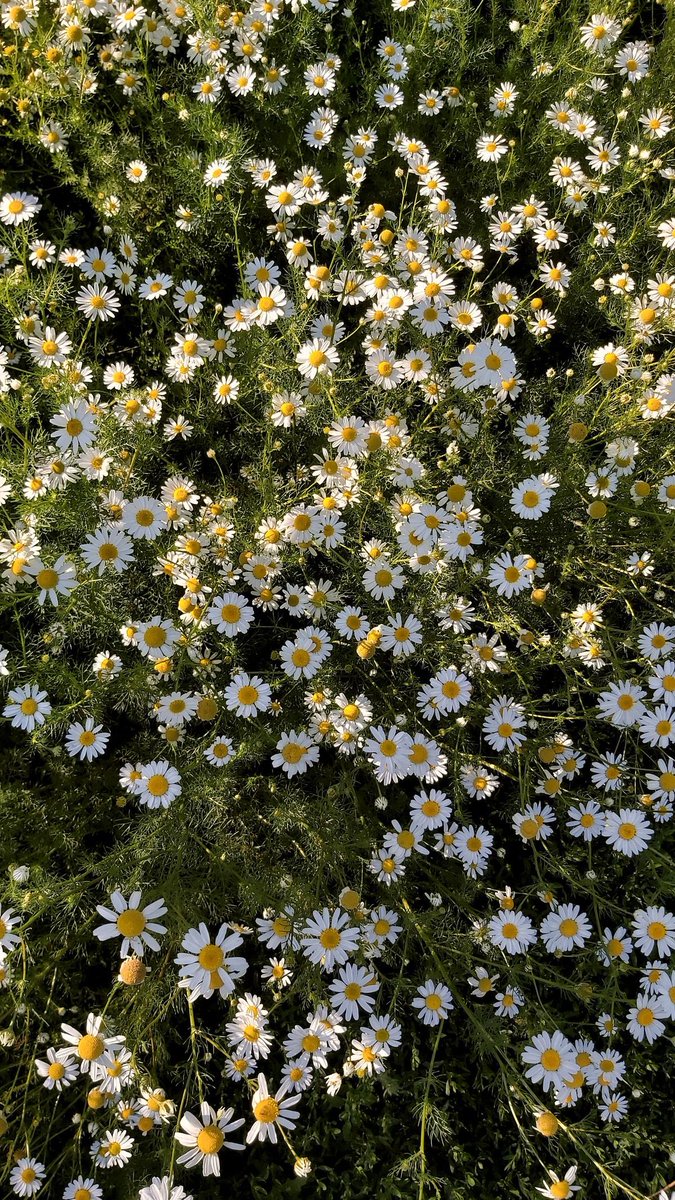 greenvibe's tweet image. 