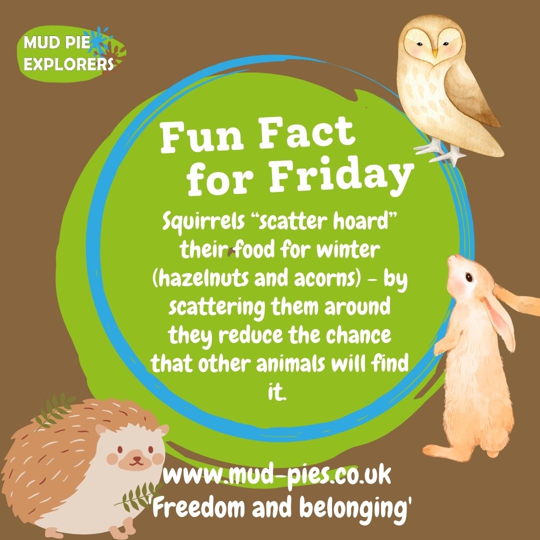 Clever squirrels! 🐿️ Red squirrels hide fungi too, drying them out in holes in trees.
#mudpieexplorers #bristol #newport #forestschool #fridayfact #facttimefriday #funfactfriday #nature #outdoorlearning